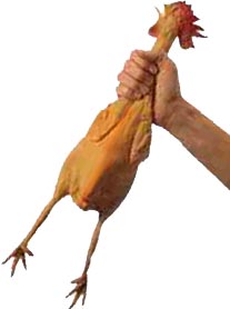 chicken.jpg